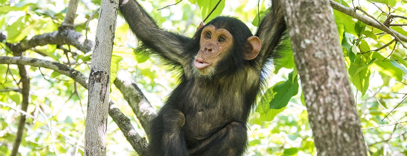 Chimpanzee Primates in Tongo Forest