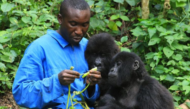 Congo Gorilla Trek